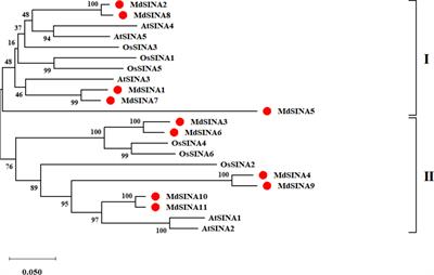 Genome-Wide Identification of Apple Ubiquitin SINA E3 Ligase and Functional Characterization of MdSINA2